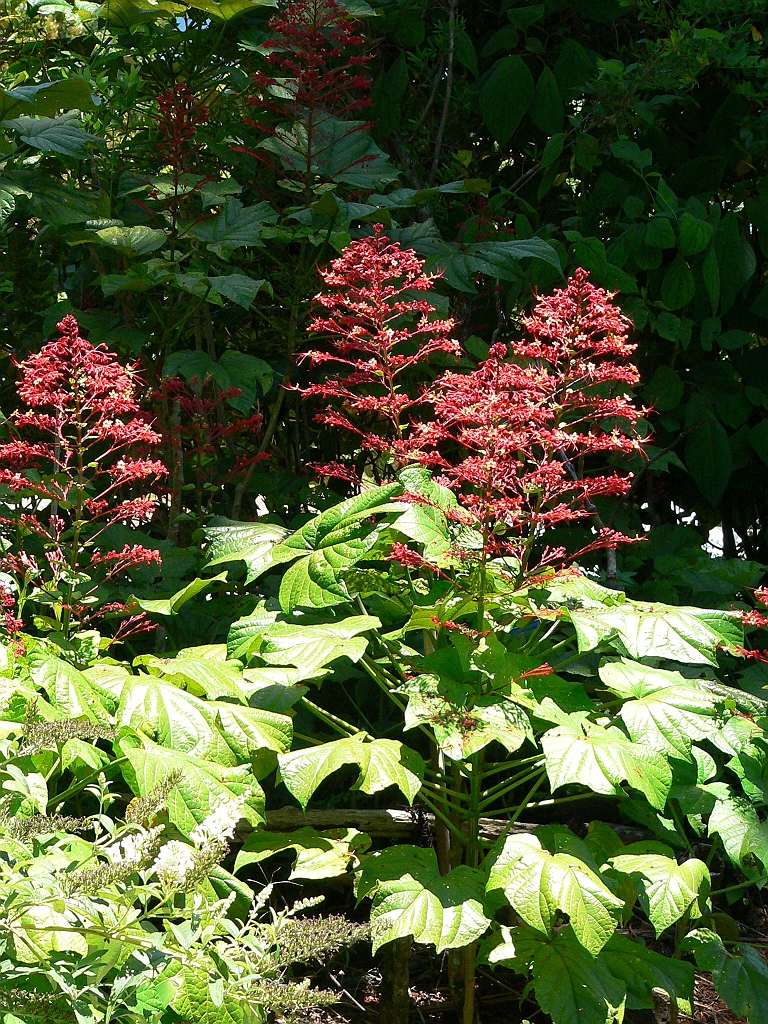 015 Lake Barrine.jpg